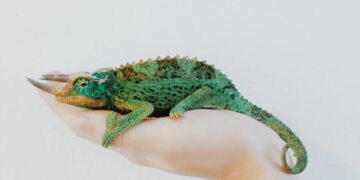 Reptiles Pet Guide