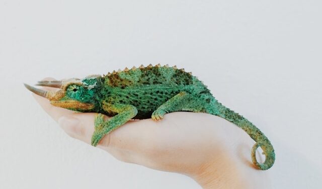 Reptiles Pet Guide