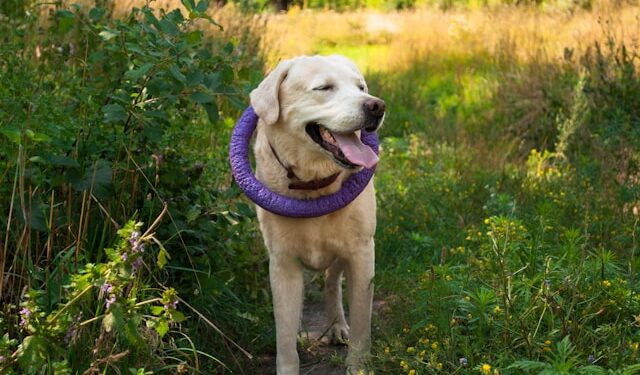 Stop Dog from Pulling