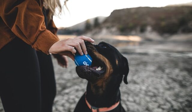 Training for Stubborn Dogs